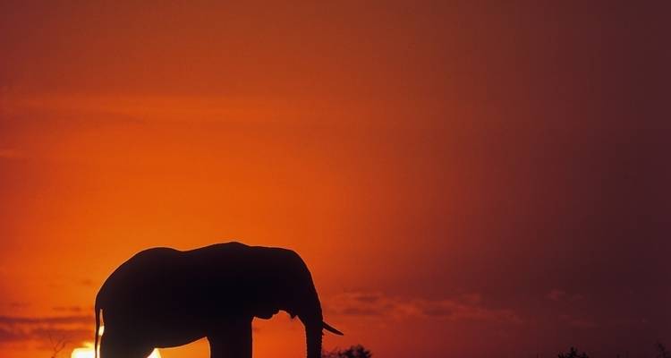 Faune et flore sauvages du Botswana - Exodus Adventure Travels 7