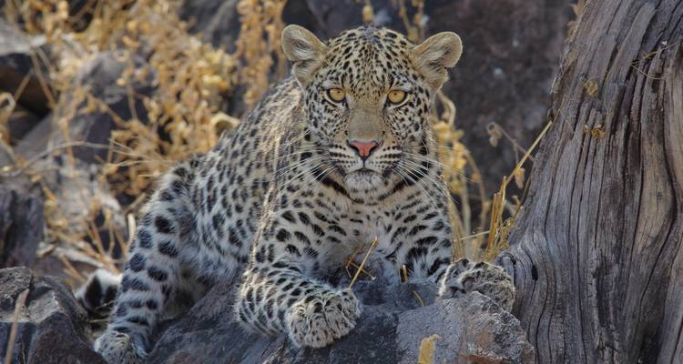 Faune et flore sauvages du Botswana - Exodus Adventure Travels 3