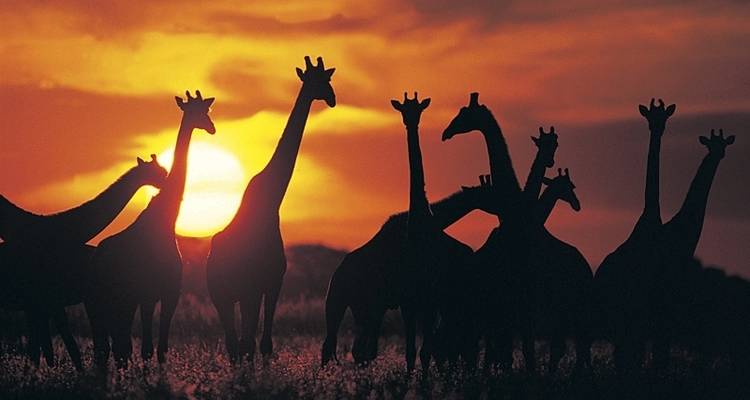 Faune et flore sauvages du Botswana - Exodus Adventure Travels 10