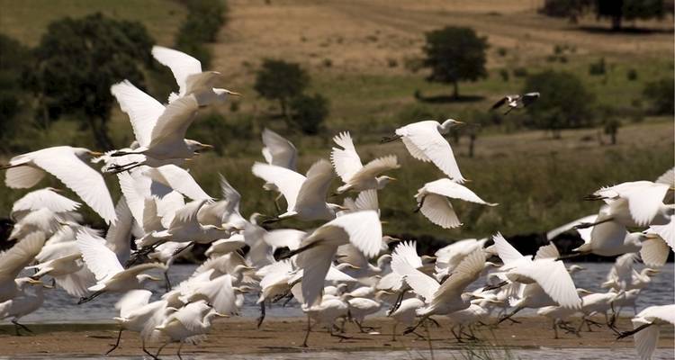 Faune et flore sauvages du Botswana - Exodus Adventure Travels 8