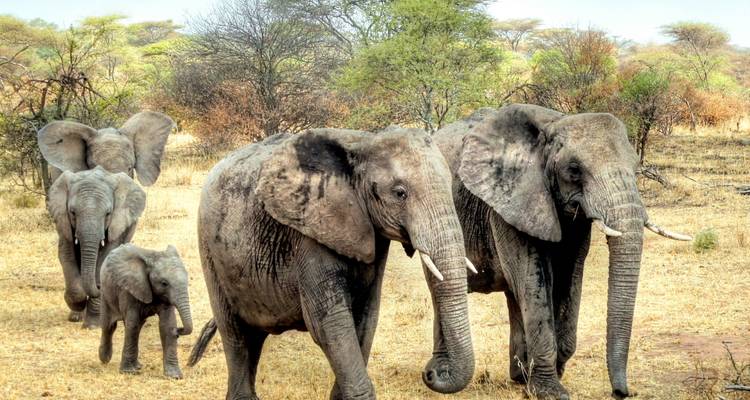 Faune et flore sauvages du Botswana - Exodus Adventure Travels 2