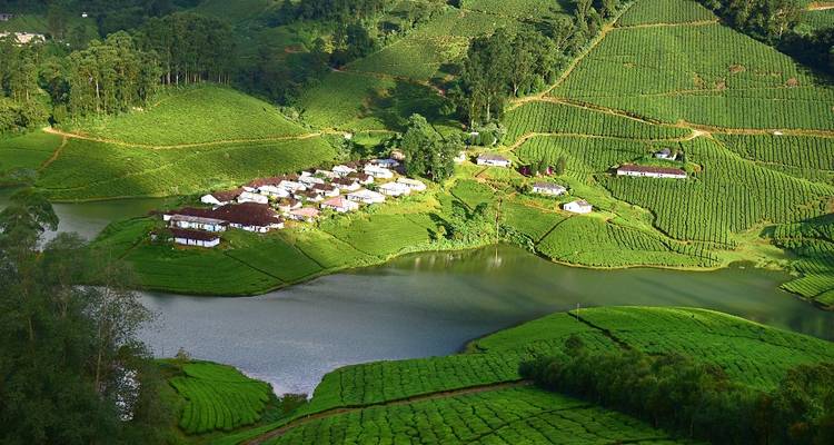 Luchtfoto van groene theeplantages en kleine huizen.