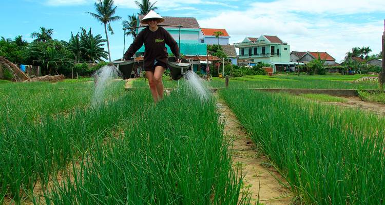 Farmer wearing a conical hat waters neat rows of green vegetables in a village field.