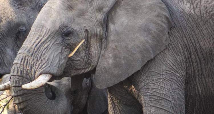 Safari au Serengeti et au Ngorongoro 4J/3N - Bamba Travel 1