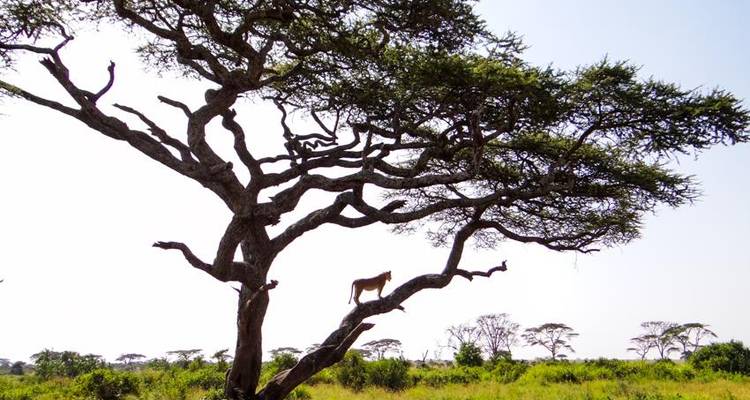 Safari au Serengeti et au Ngorongoro 4J/3N - Bamba Travel 2