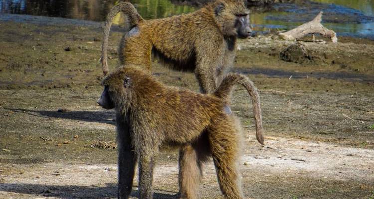 Safari au Serengeti et au Ngorongoro 4J/3N - Bamba Travel 3