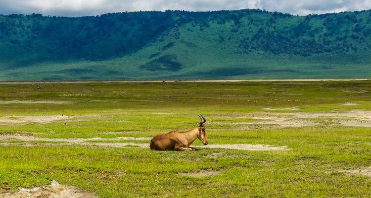 Safari au Serengeti et au Ngorongoro 4J/3N - Bamba Travel 6