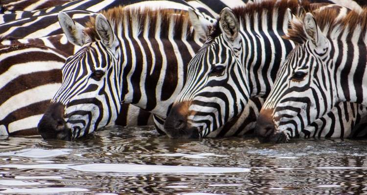 Safari au Serengeti et au Ngorongoro 4J/3N - Bamba Travel 7