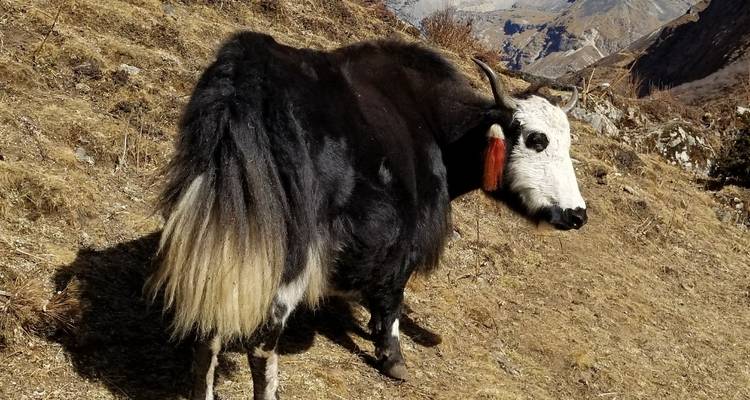 Druk Path - Voyage privé - OneSeed Expeditions 9