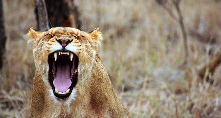 11 jours de Zanzibar au Serengeti - avec hébergement - Acacia Adventure Holidays 7