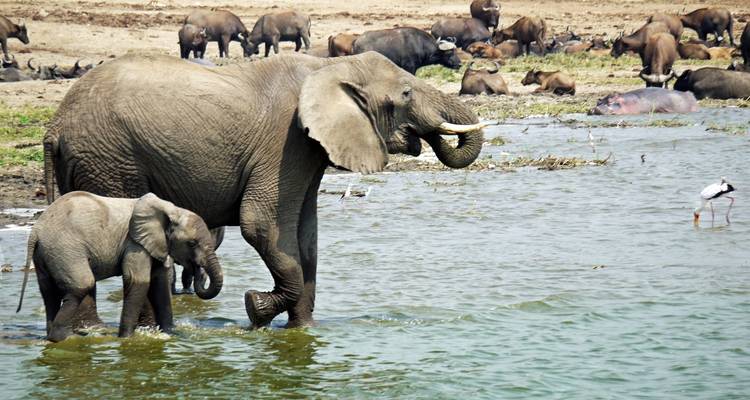 Elefantes y otros animales se reunieron cerca de una fuente de agua.
