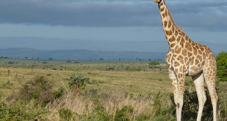 11 jours de Zanzibar au Serengeti - avec hébergement - Acacia Adventure Holidays 10