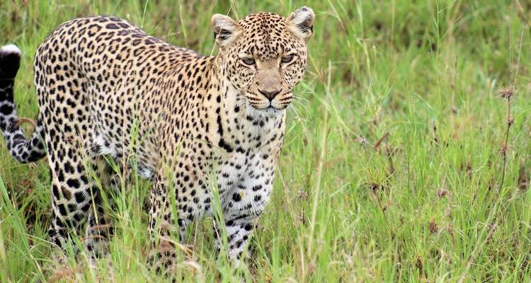 Aventura de 13 días en Kenia y Tanzania - alojamiento - Acacia Adventure Holidays 1
