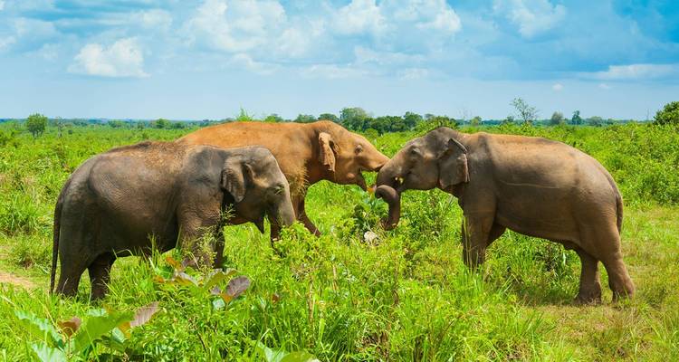 Sri Lanka Northeast Explorer - 12 days - On The Go Tours 9