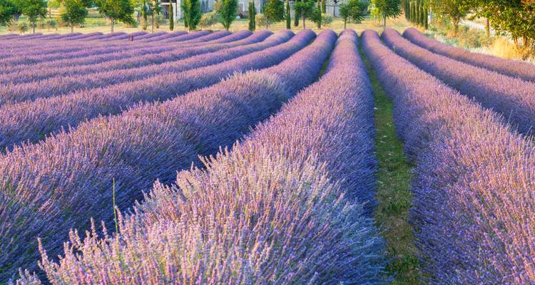 Purple lavender fields in Provence-style landscape.
