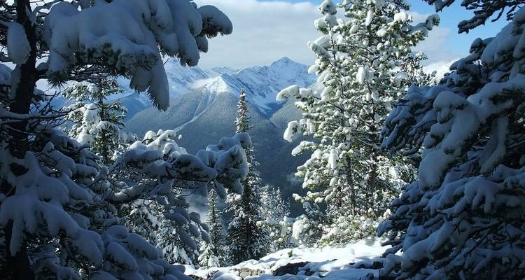 Schneebedeckte Bäume vor einer bergigen Kulisse.