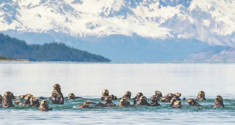 Joyaux de l'Alaska (classique, avec 7 jours de croisière, 14 jours) (12 destinations) - Insight Vacations 1