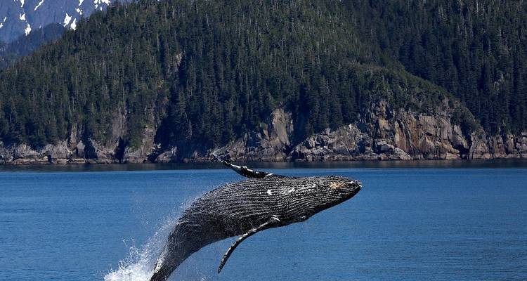 Baleine qui saute hors de l'eau dans l'océan avec un littoral boisé