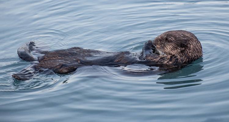 Jewels of Alaska (Classic) - Insight Vacations 6