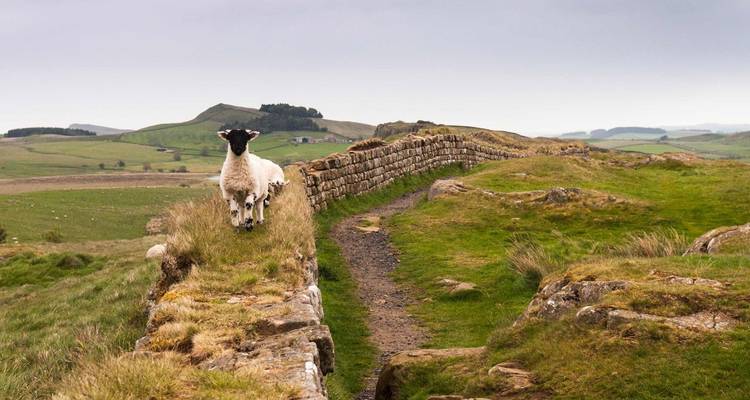 Una oveja parada en un sendero de piedra con el campo en el fondo.
