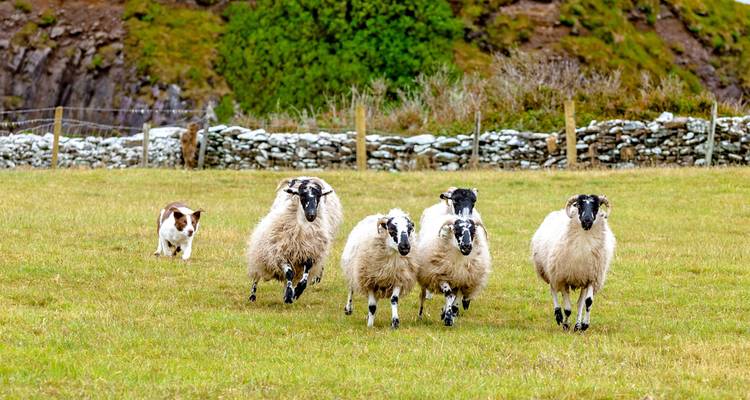 Sheep being herded by a dog in a field.