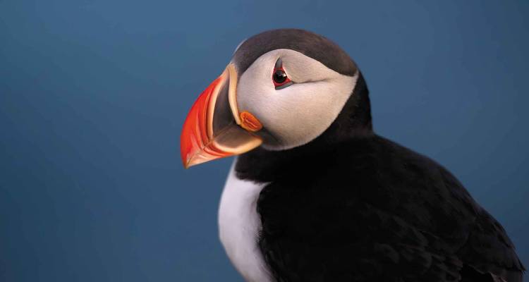 Nahaufnahme eines Papageientauchers vor einem blauen Hintergrund.