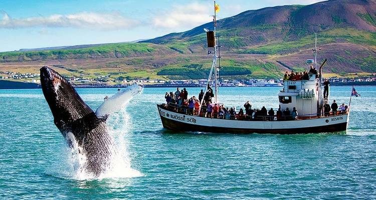 Premium Islande - Intrepid Premium 4