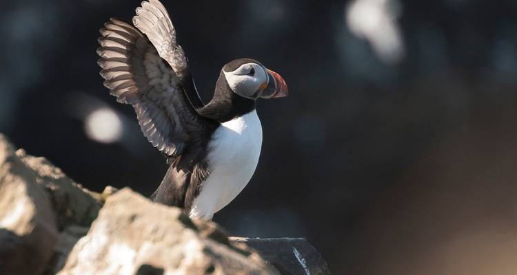 Premium Islande - Intrepid Premium 3