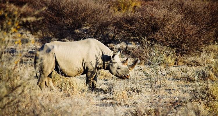 11 jours du Cap à la Namibie - avec hébergement - Acacia Adventure Holidays 4