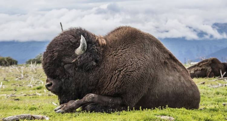 Bison couché sur un champ vert avec des montagnes en arrière-plan.