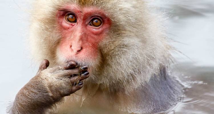 Gros plan d'un macaque japonais dans une source chaude.