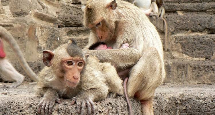 Treasures of Thailand - Trafalgar 8