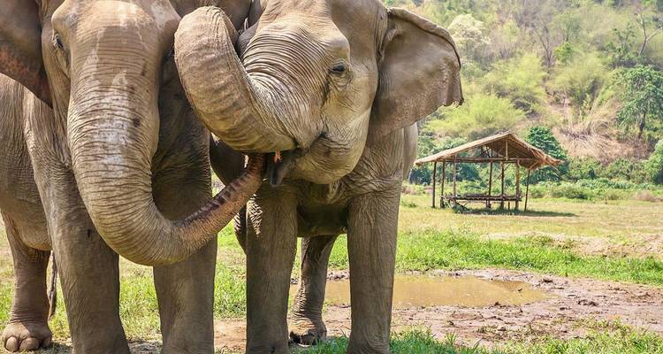 Dos elefantes asiáticos parados juntos en un claro herboso de santuario.