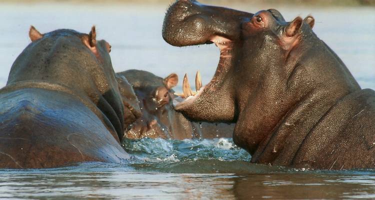 Hippopotames dans un point d'eau en train de se battre.