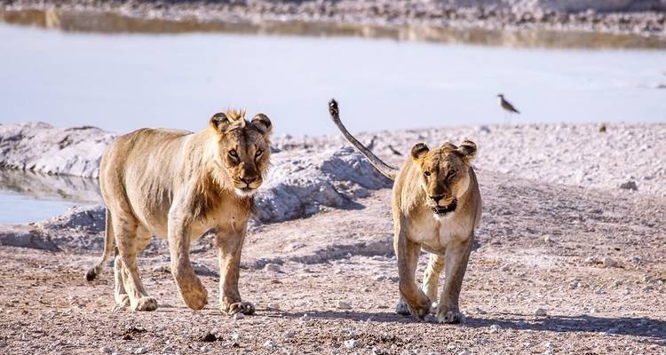 Etosha et Okavango Delta Express - avec hébergement - 12 jours - Acacia Adventure Holidays 1
