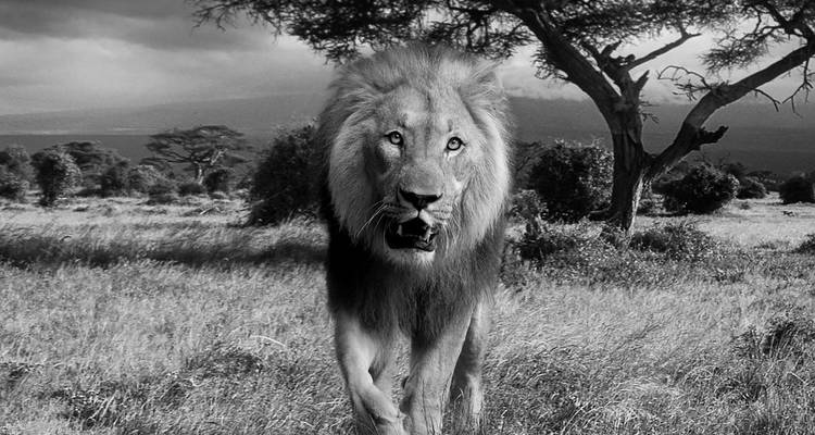 12-day Okavango Delta & Etosha Express (Accommodated) - Acacia Adventure Holidays 7