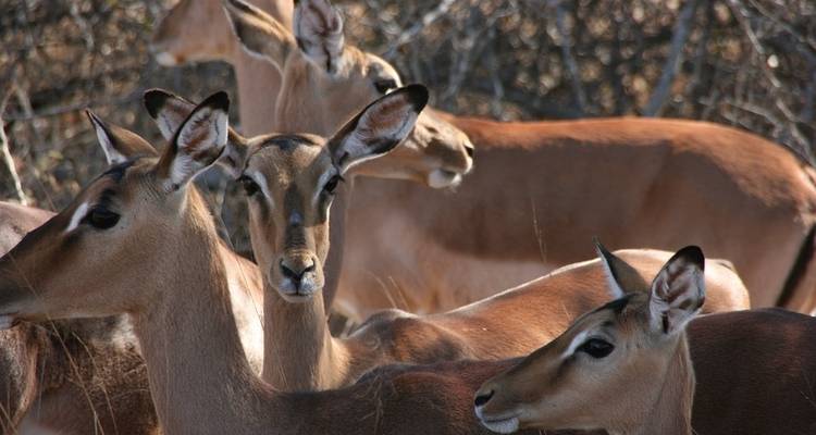 29-day Kruger & Victoria Falls to Serengeti (Accommodated) - Acacia Adventure Holidays 4