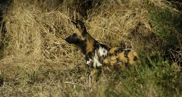 29-day Kruger & Victoria Falls to Serengeti (Accommodated) - Acacia Adventure Holidays 8