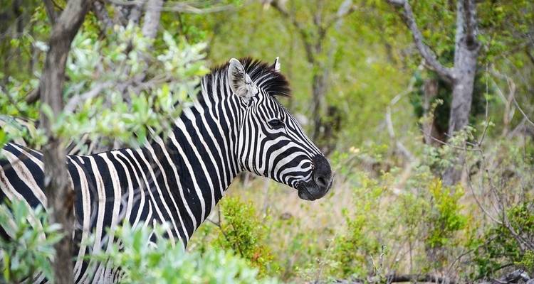 29-day Kruger & Victoria Falls to Serengeti (Accommodated) - Acacia Adventure Holidays 6