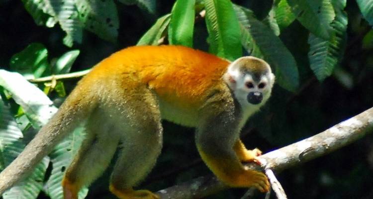 Vacaciones en familia en Costa Rica - Green World Adventures 6