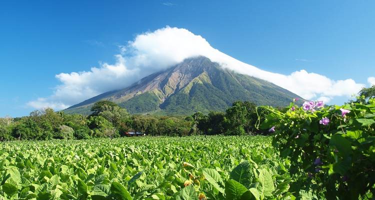 De luxuriants champs verts avec un volcan partiellement couvert de nuages.