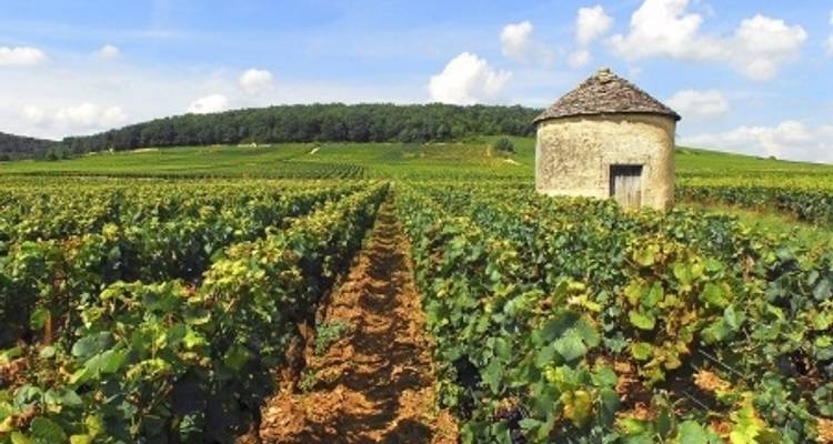 Buena Comida y Vinos en un Crucero por la Región de Borgoña (crucero puerto a puerto) (9 destinations) - CroisiEurope River Cruises 9