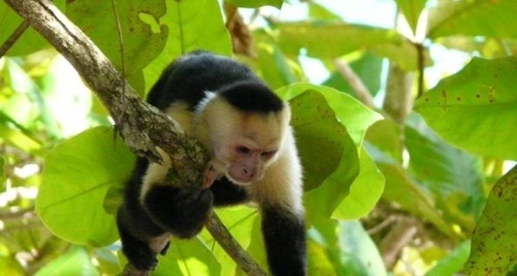 Lo mejor de Costa Rica - de la costa Caribe a la costa Pacífica - Green World Adventures 7
