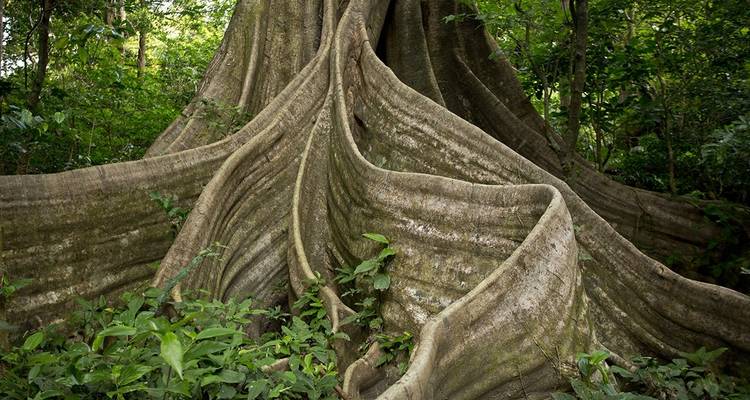 Montagnes et plages au Costa Rica - Green World Adventures 10