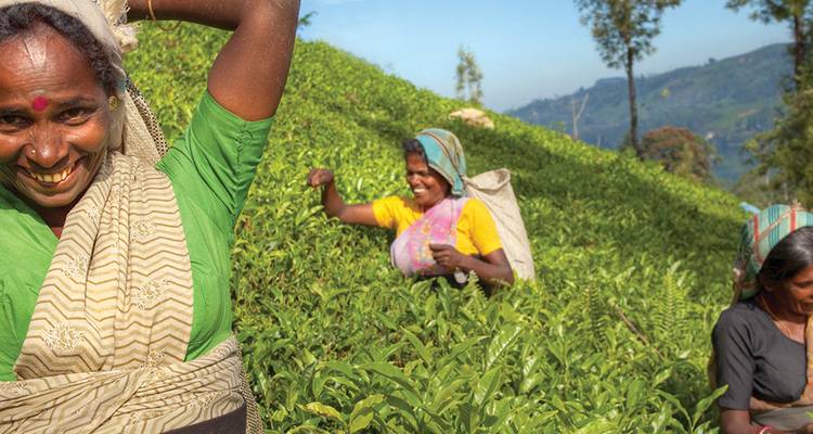 Femmes récoltant les feuilles de thé dans les plantations de thé.