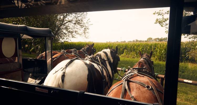 Calèche tirée par des chevaux dans un cadre rural avec des champs de maïs.