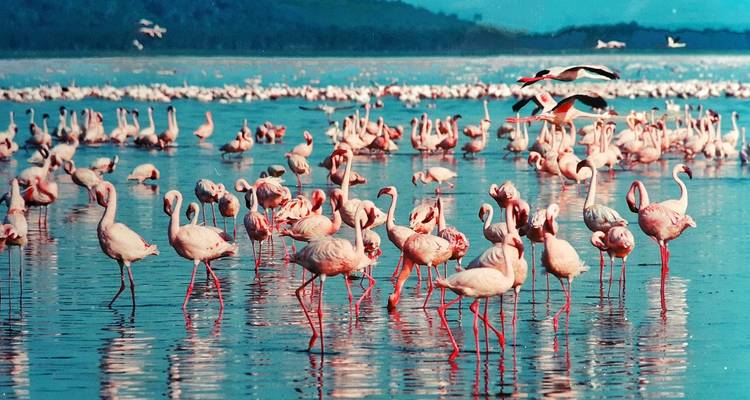 Flamencos reunidos en aguas poco profundas con colinas distantes.
