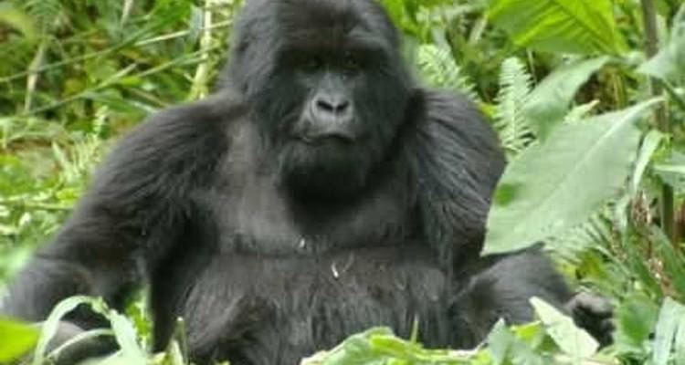 Nairobi To Nairobi (20 Days) Gorillas & Gameparks - Oasis Overland 1