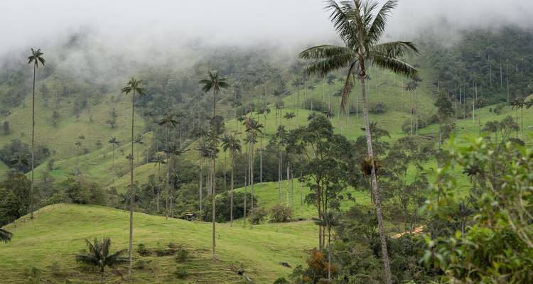 Exuberante paisaje verde con palmeras altas y niebla cubriendo las colinas.