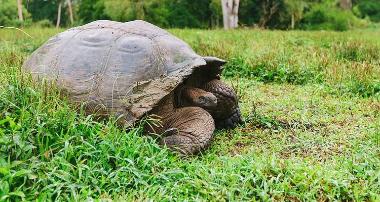 Puro Galápagos - Gran Dafne - Intrepid Travel 3